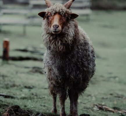 Welke biologische keurmerken zijn er