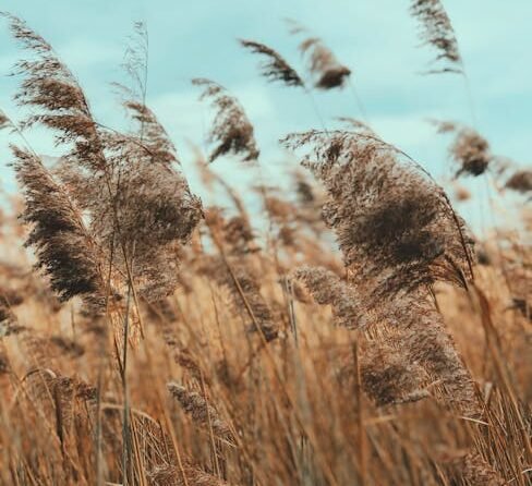 Meer regie voor boeren, nieuwe koers voor het landelijk gebied 1 Meer regie voor boeren, nieuwe koers voor het landelijk gebied