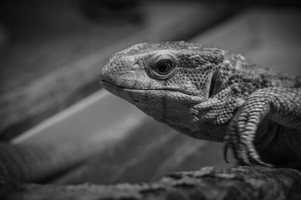 Monitor valpreventie