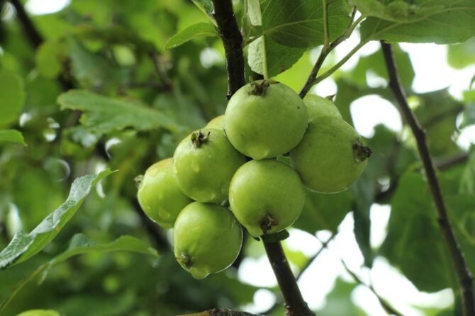 Vitamine B12 wat is dat?