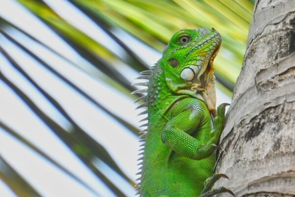 Vooral op Bonaire en Saba meer meiden gepest dan jongens