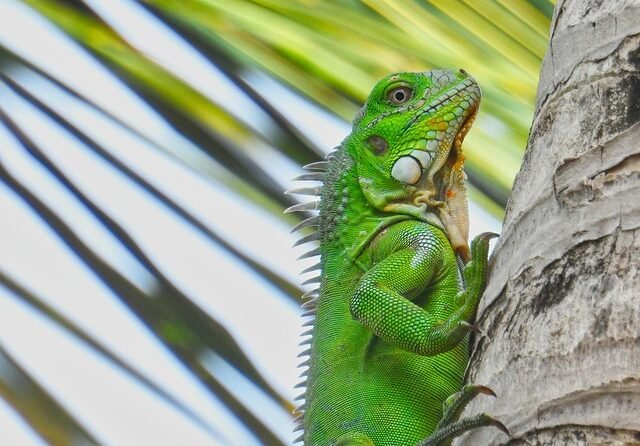 Vooral op Bonaire en Saba meer meiden gepest dan jongens 3 Vooral op Bonaire en Saba meer meiden gepest dan jongens