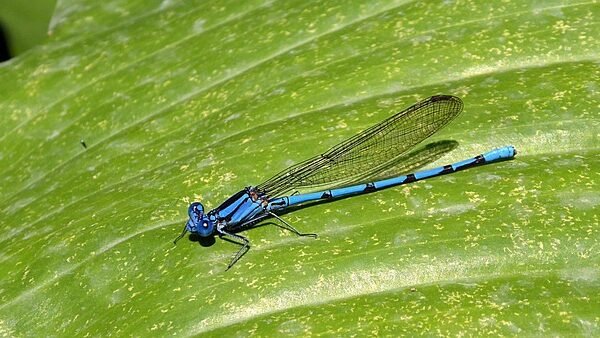 Rioolwateronderzoek geeft goed beeld van drugsgebruik in Nederland