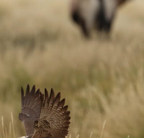 Zuid-Afrika: meer dan 40 doden bij busongeval 1
