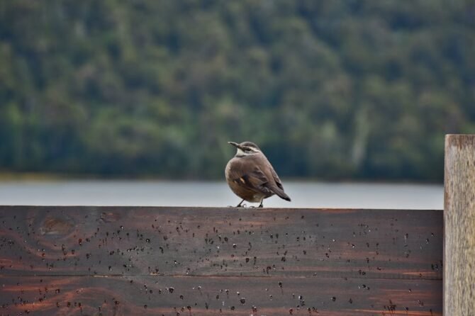 AZW-smal; tijdsbesteding werknemers, 4e kwartaal 2024-2e kwartaal 2025 1