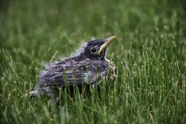 Nieuwe Amerikaanse voedingsrichtlijnen gepubliceerd 1 Nieuwe Amerikaanse voedingsrichtlijnen gepubliceerd 1