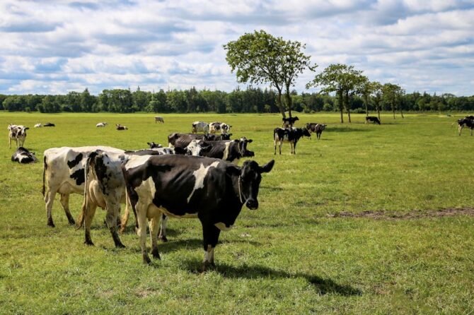 Wanneer gaan we kweekvlees eten 1 Wanneer gaan we kweekvlees eten
