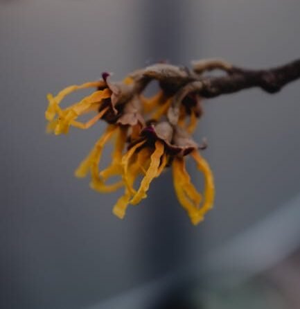 Welke biologische keurmerken zijn er