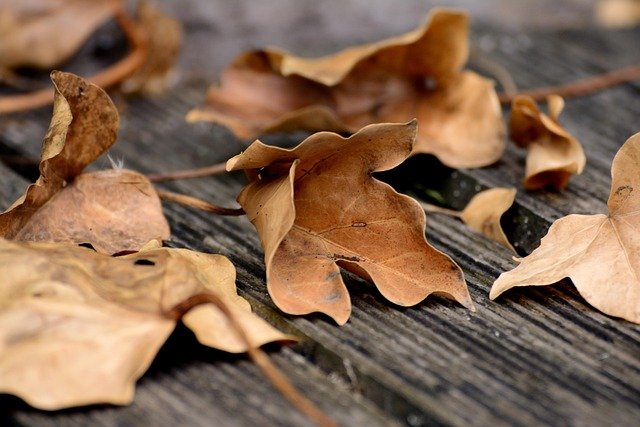 Welke biologische keurmerken zijn er
