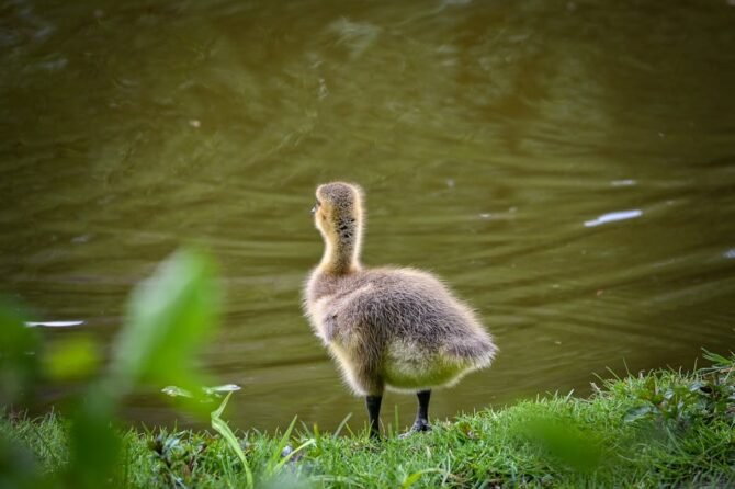 Typisch Nederlands voedsel