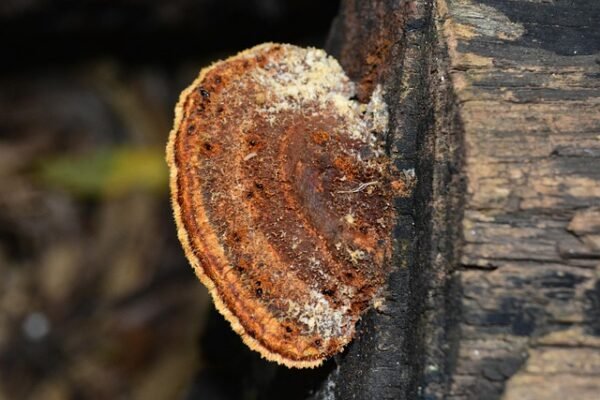 Zuid-Afrika: meer dan 40 doden bij busongeval