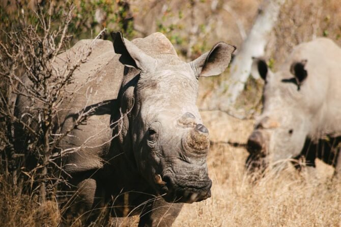 Zuid-Afrika: meer dan 40 doden bij busongeval