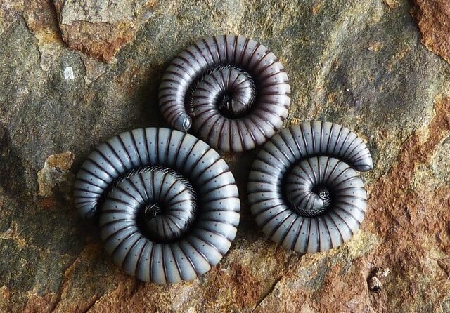 Wormen belangrijke bron van PFAS in particuliere eieren